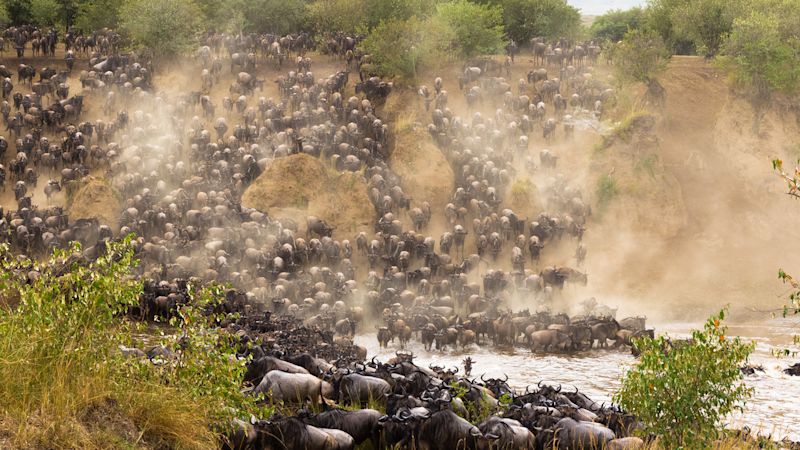 Great Migration wildebeests Mara River crossing Tanzania safari