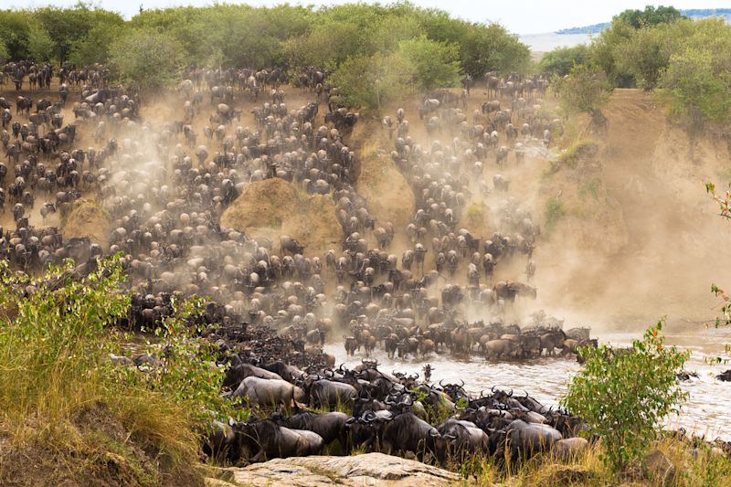 Great Migration wildebeests Mara River crossing Tanzania safari