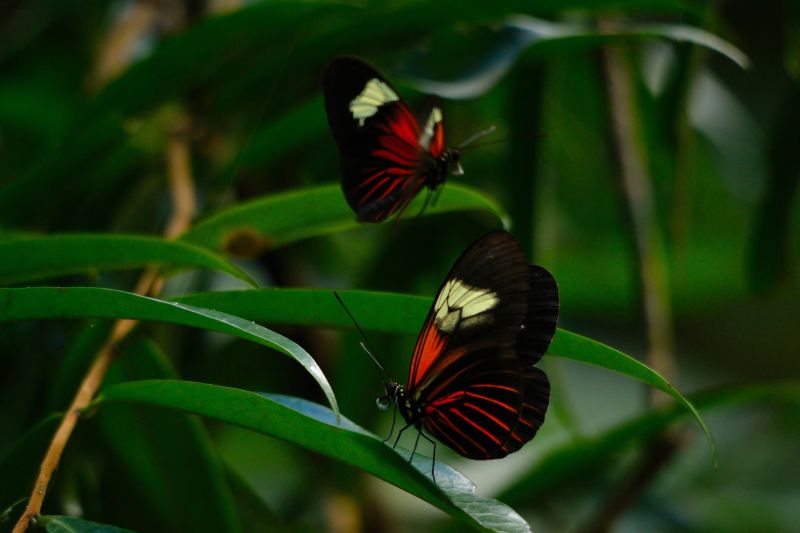 Two beautiful butterflies (Heliconius erato) in Peruvian rainforest 