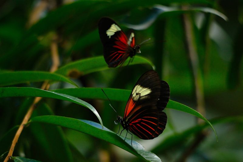 Two beautiful butterflies (Heliconius erato) in Peruvian rainforest