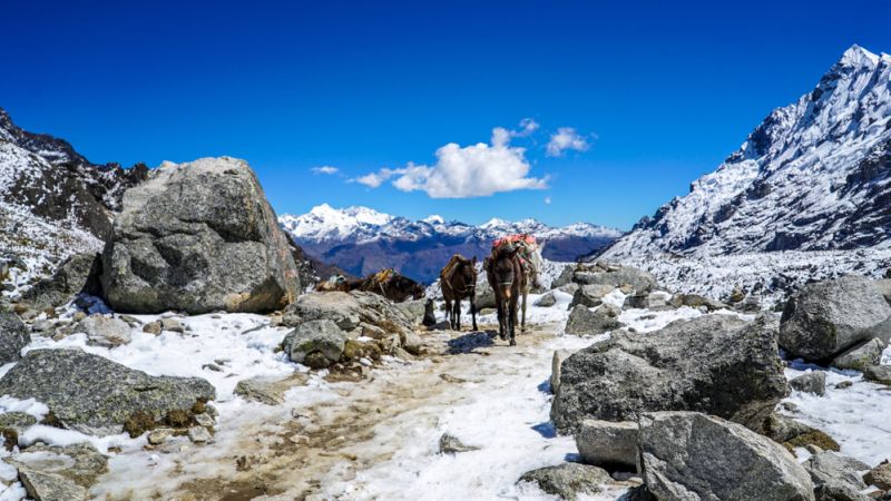 Mules as porters on snowy and icy trail over Salkantay Mountain in August 2017 en route to Machu Picchu