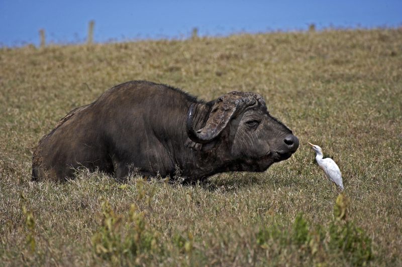 African Buffalo, syncerus caffer with Cattle Egret, bubulcus ibis, Hell-s Gate Park in Kenya