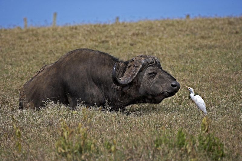 African Buffalo, syncerus caffer with Cattle Egret, bubulcus ibis, Hell-s Gate Park in Kenya