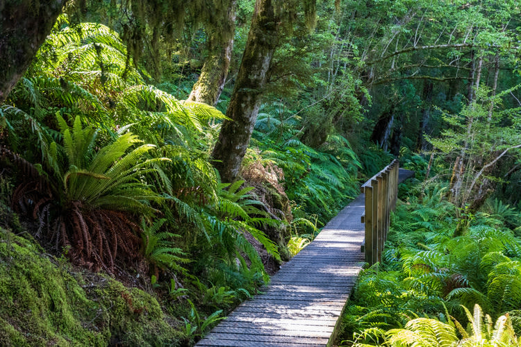 Forest boardwalk on Kepler Track, New Zealand