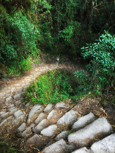 Steep descending steps on Inca Trail in forest, Peru