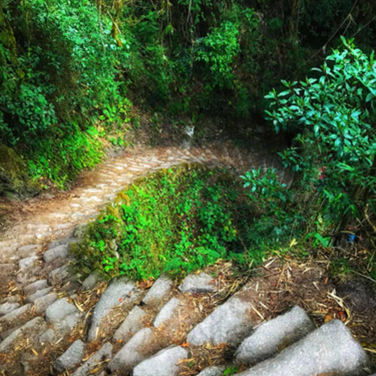 Steep descending steps on Inca Trail in forest, Peru