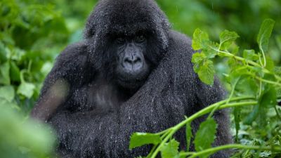 Mountain gorilla sitting in the rain