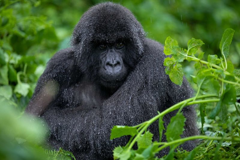 Mountain gorilla sitting in the rain