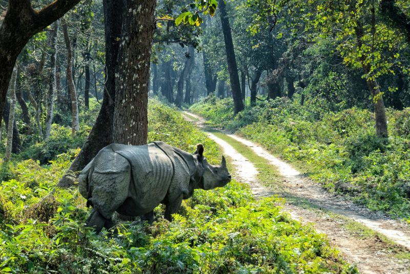 A one-horn, or Indian, rhino standing near a jeep track through forest in Nepal