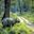 A one-horn, or Indian, rhino standing near a jeep track through forest in Nepal