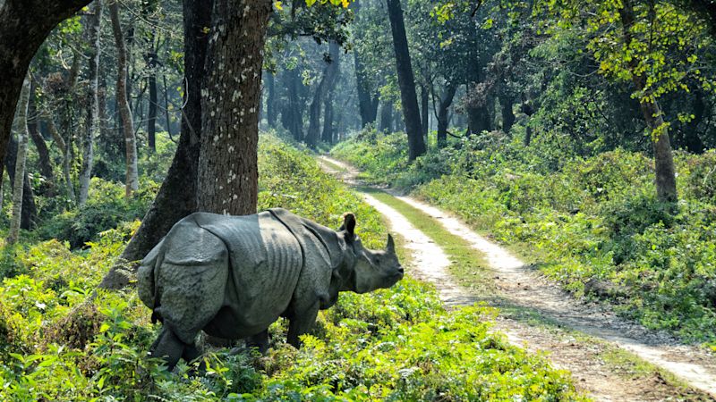 A one-horn, or Indian, rhino standing near a jeep track through forest in Nepal