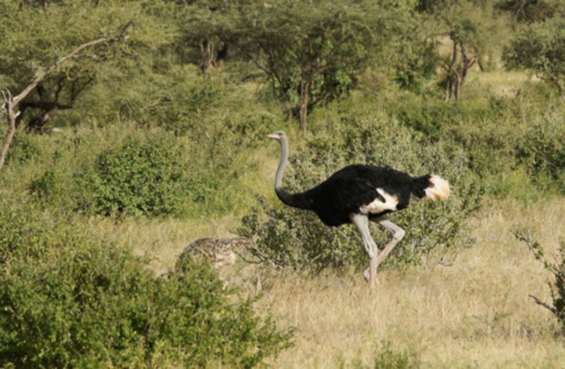 Male Somali ostrich with camouflaged juvenile offspring, Samburu Game Reserve, Kenya