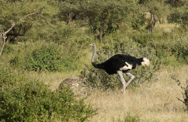 Male Somali ostrich with camouflaged juvenile offspring, Samburu Game Reserve, Kenya