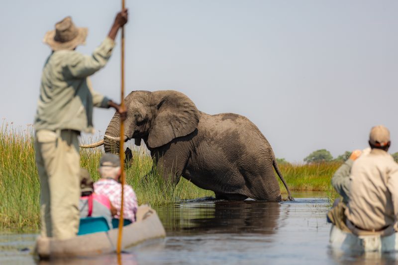 Pur. Boat safari Okavango Delta Botswana