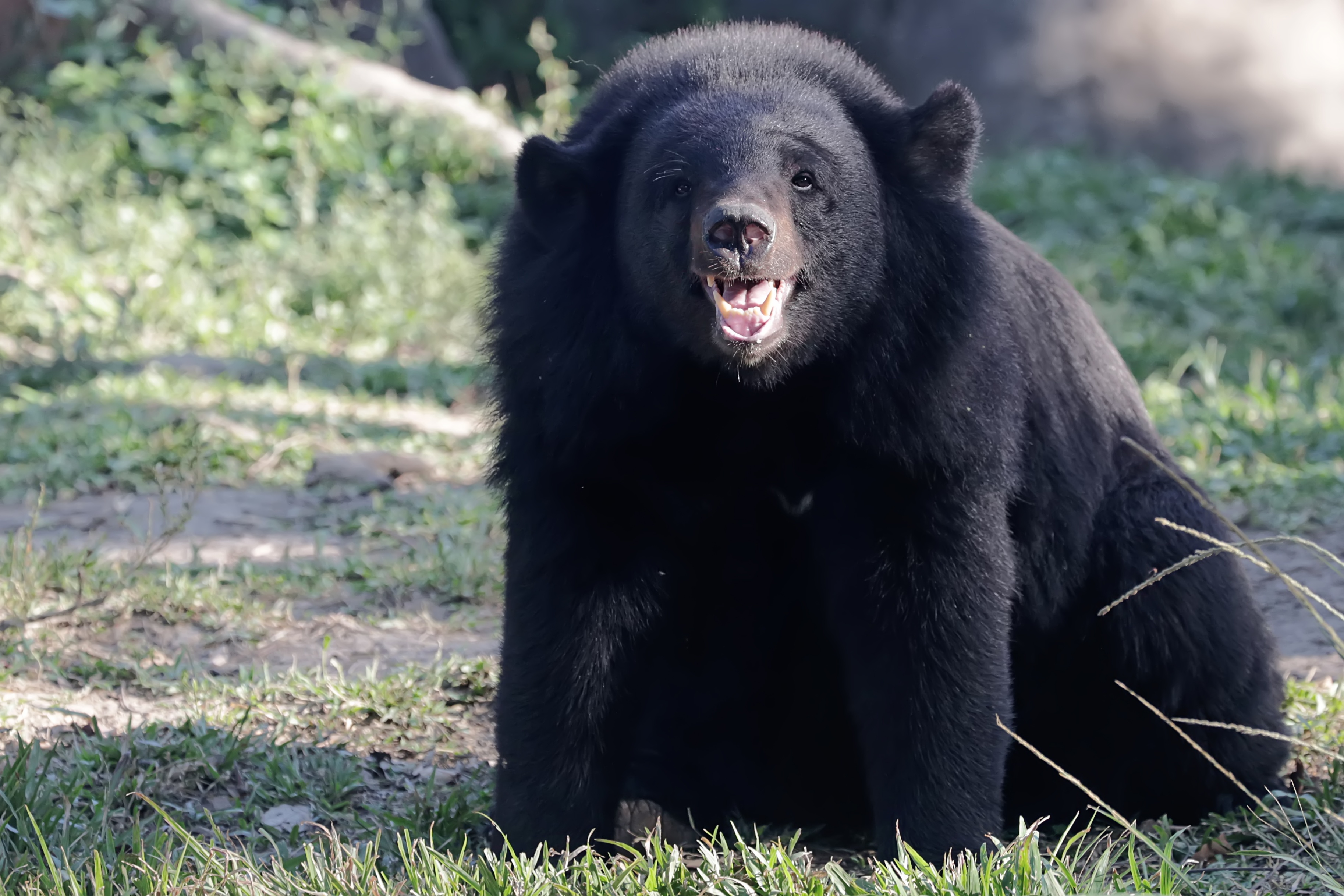 A young Himalayan black bear cub sitting in a grassy field