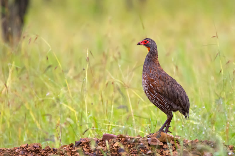 Grey-breasted Spurfowl bird standing on ground with blurred forest background at Serengeti in Tanzania, Africa