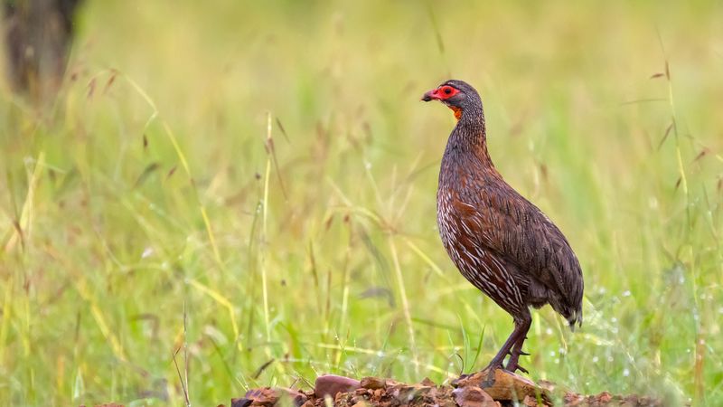 Grey-breasted Spurfowl bird standing on ground with blurred forest background at Serengeti in Tanzania, Africa