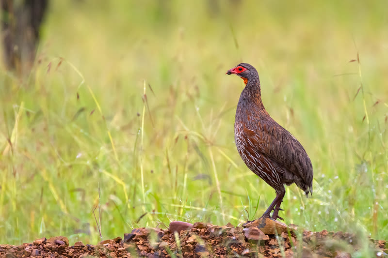 Grey-breasted Spurfowl bird standing on ground with blurred forest background at Serengeti in Tanzania, Africa