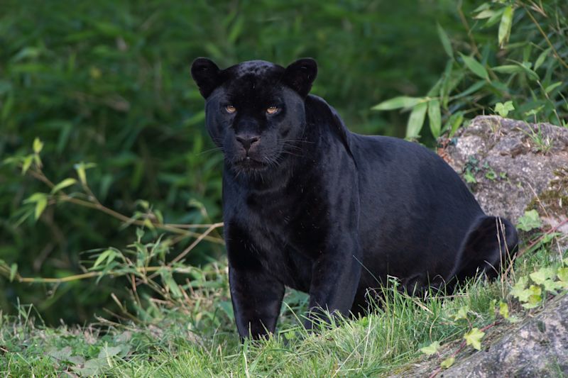 Black Leopards in Kenya: Everything You Need to Know About Them