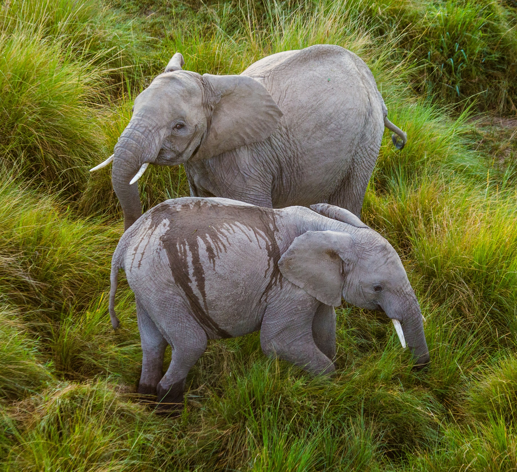 Aerial view from hot air balloon of two elephants