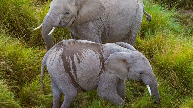 Aerial view from hot air balloon of two elephants