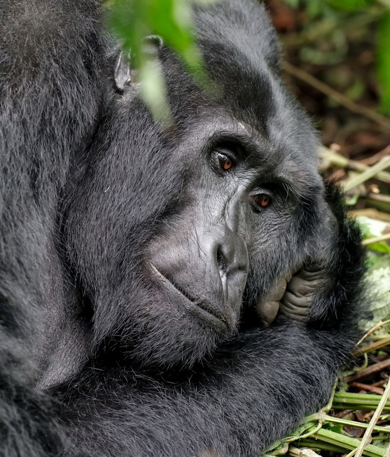 Close-up of a mountain gorilla's face