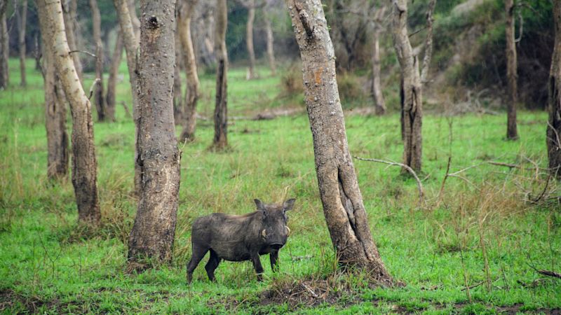 Warthog among trees in Lake Mburo National Park, Uganda