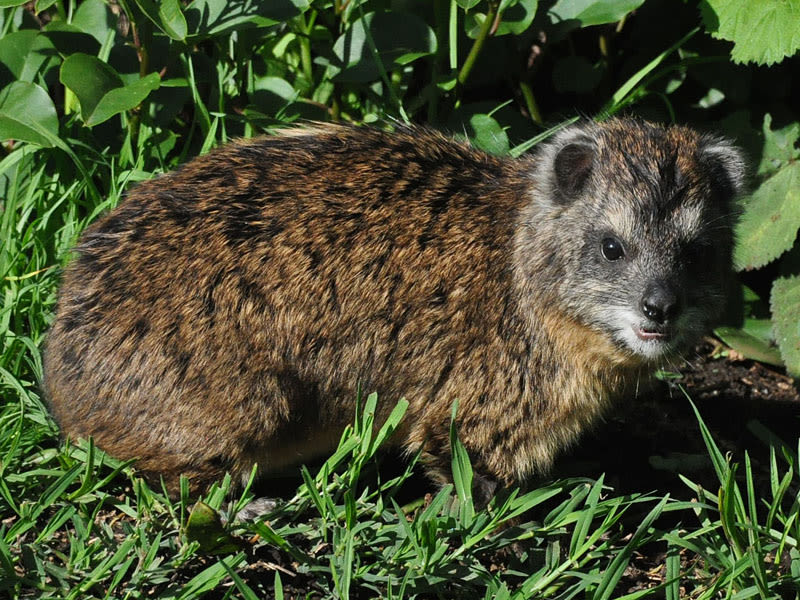 tree hyrax Tanzania, animals. on Kiiimanjaro