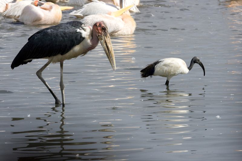 A marabou stork and black-headed ibis on Lake Nakuru