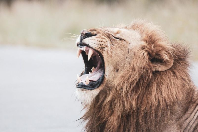 Yawning lion, one of the Big Five