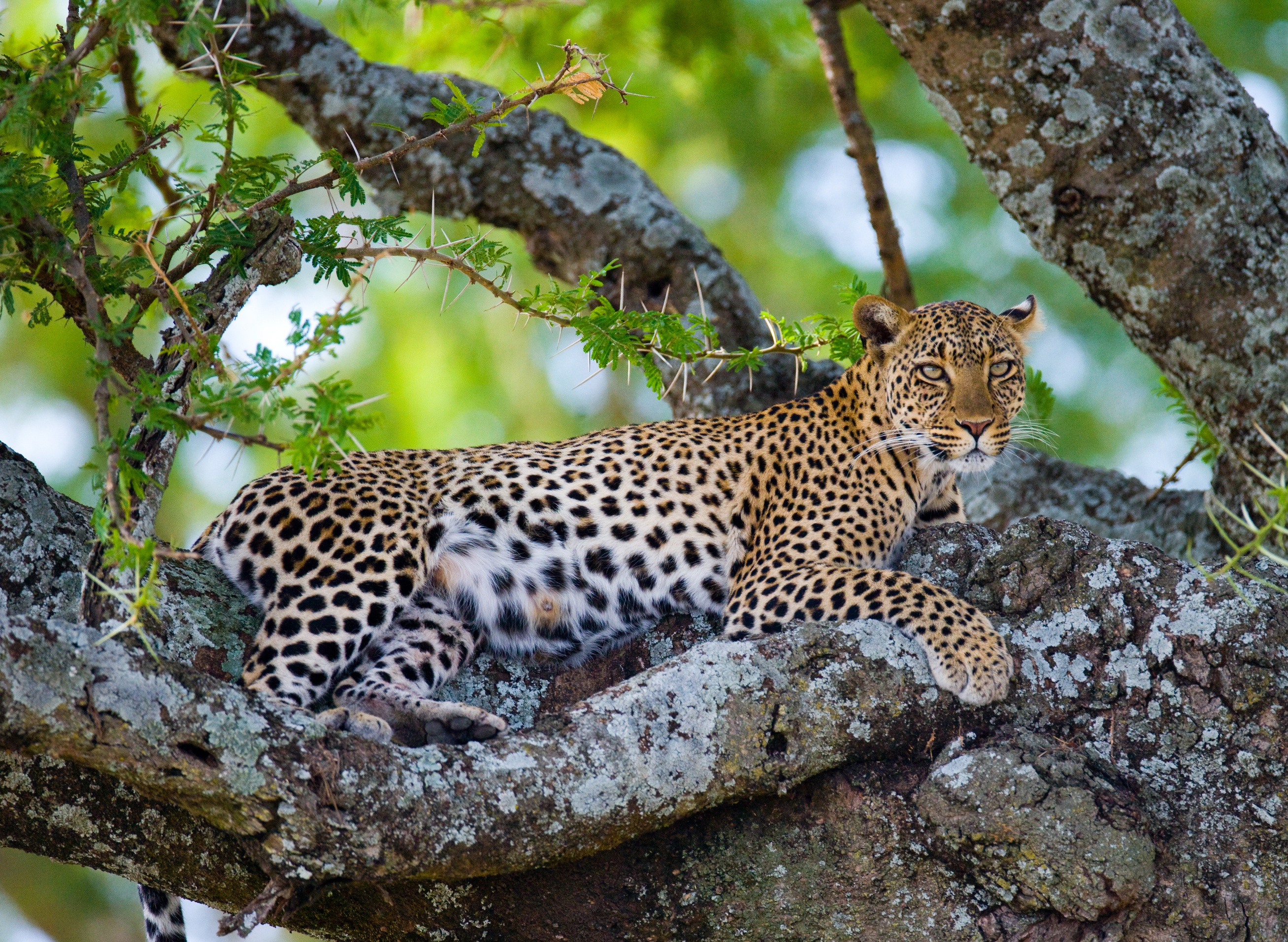 Leopard lying in a thorny tree, Kenya safari