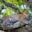 Leopard lying in a thorny tree, Kenya safari