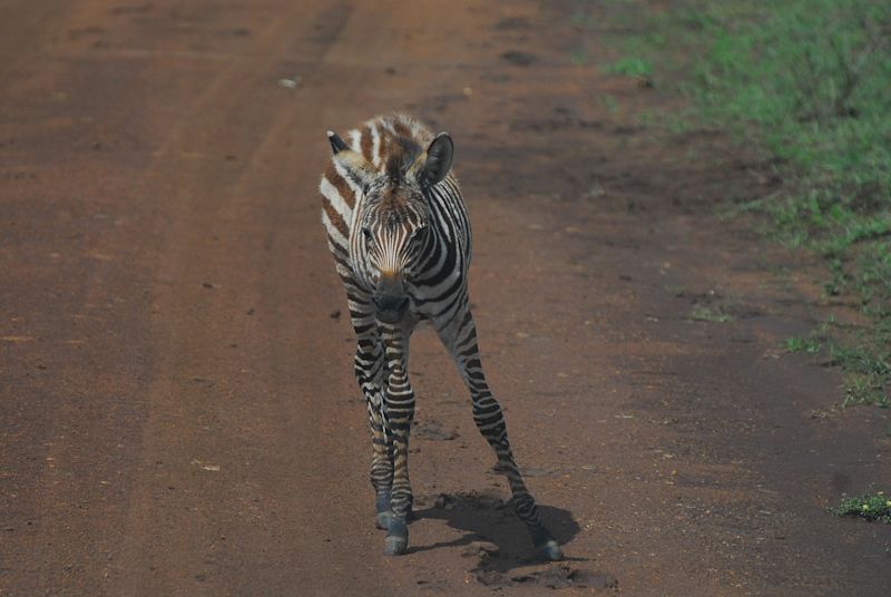 Zebra foal standing on dirt road looking at camera face on