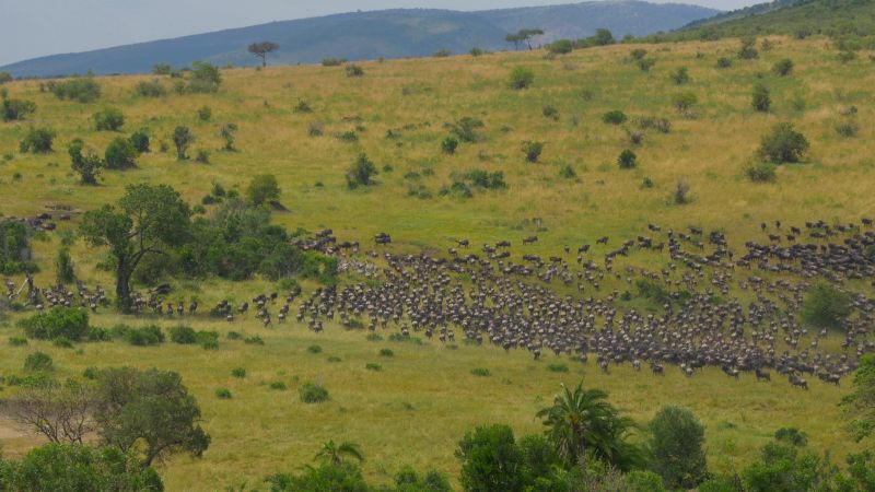 Ours. Aerial view of Great Migration herd in green landscape of Maasai Mara, Kenya