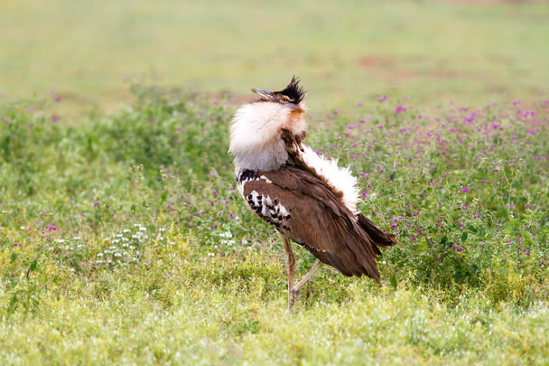 Kori Bustard Male with courtship behaviour in the Ngorongoro Crater in Tanzania 