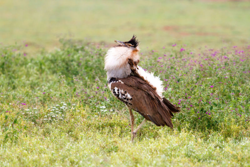 Kori Bustard Male with courtship behaviour in the Ngorongoro Crater in Tanzania