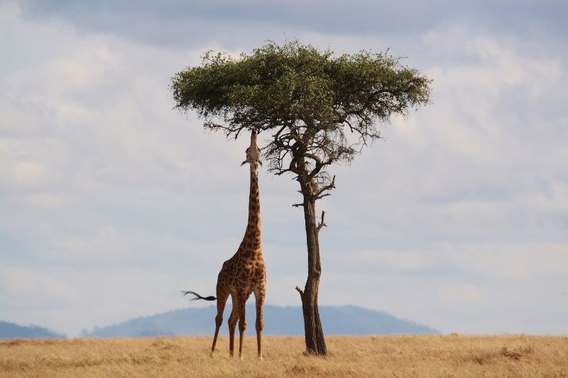Giraffe stretching upwards to eat leaves from an acacia tree