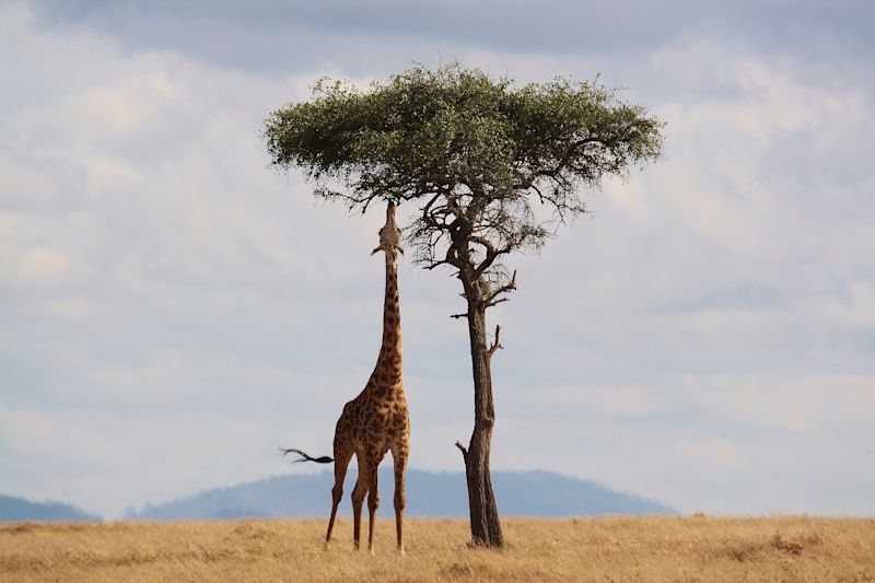 Giraffe stretching upwards to eat leaves from an acacia tree