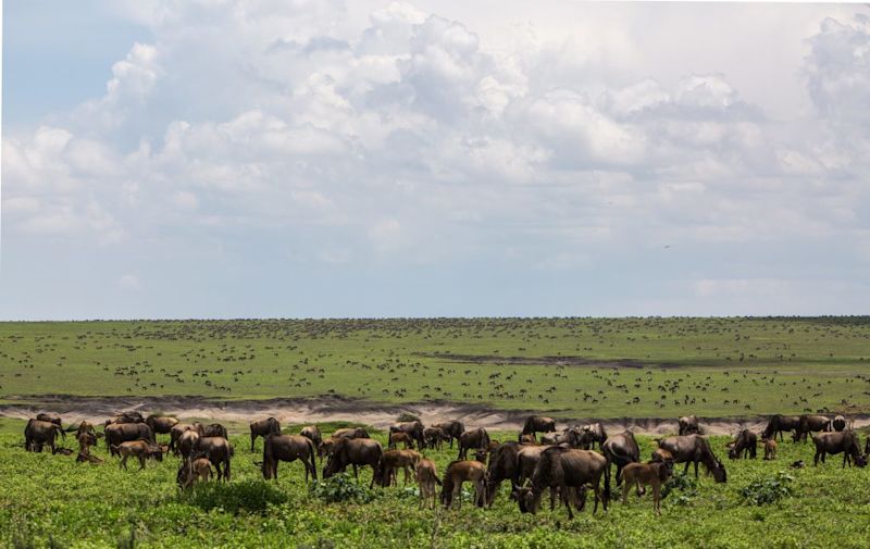 wildebeest herd