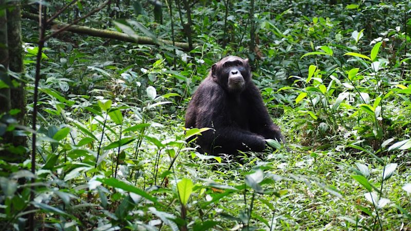 Chimp sitting in green grass