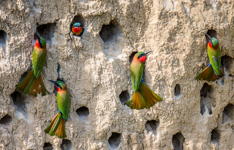 red-throated bee-eaters