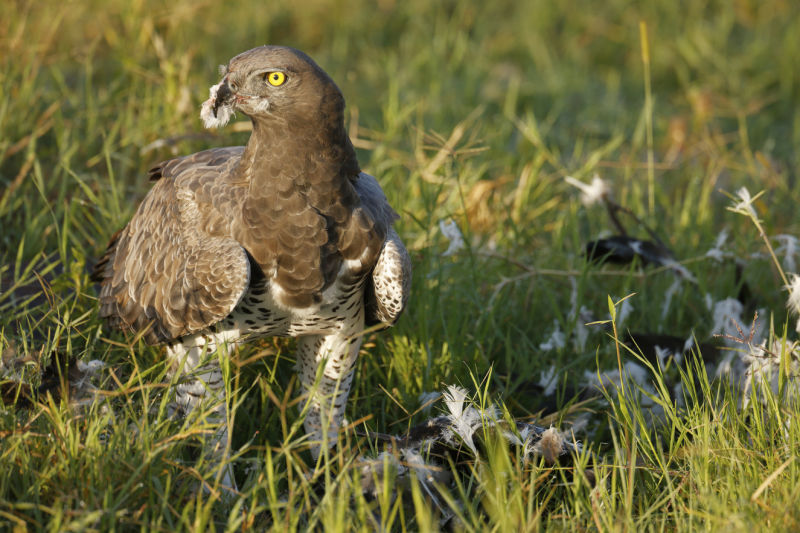 Martial eagle feeding on prey, Ngorongoro Conservation Area