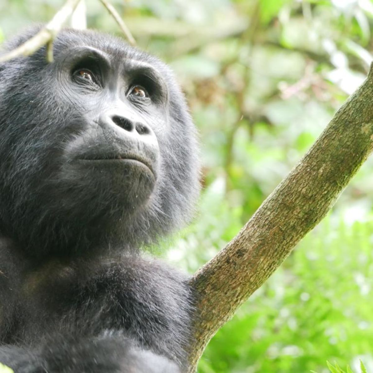 The Walshes, mountain gorilla close up