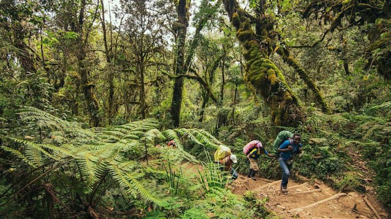 forest hiking Mount Kilimanjaro