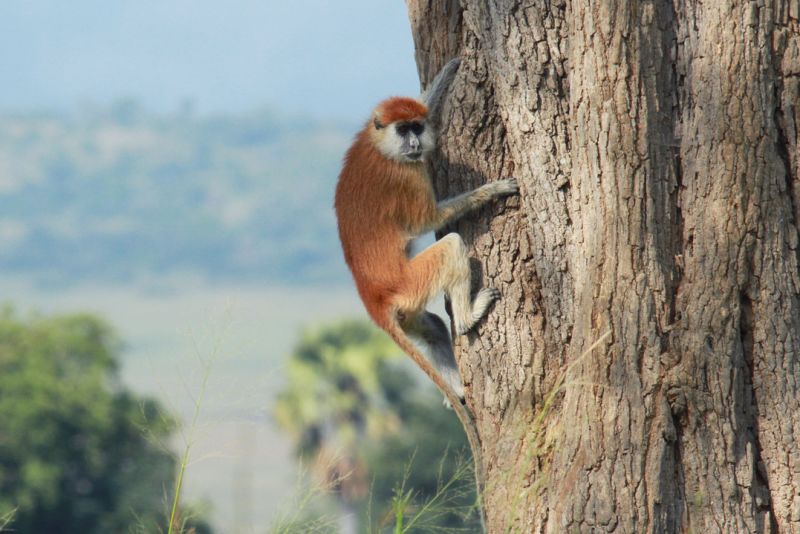 Patas monkey climbing a tree in Kidepo Valley National Park, Uganda