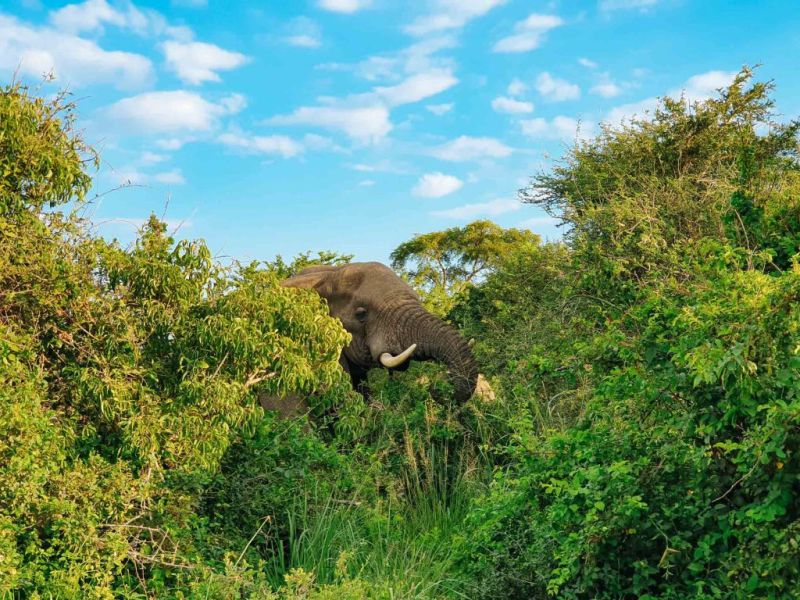 African bush elephant seen during safari adventure drive