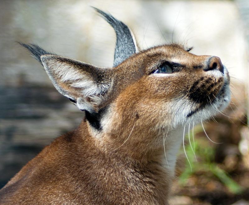 Caracal