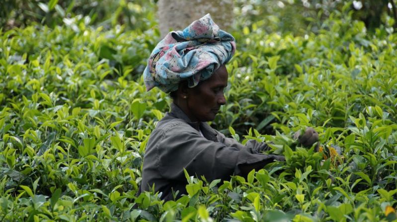 women in tea field