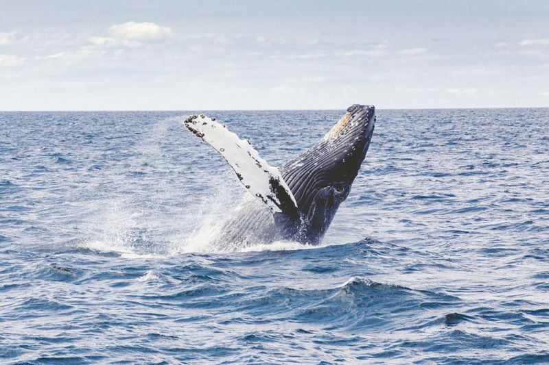 Whale watching in Sri Lanka