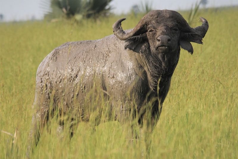 Adult African buffalo completely covered in mud standing in tall grass and looking at camera